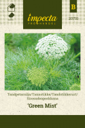 Sirosudenporkkana 'Green Mist'