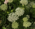 Sirosudenporkkana 'Green Mist'