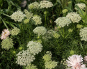 Sirosudenporkkana 'Green Mist'