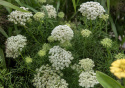 Sirosudenporkkana 'Green Mist'