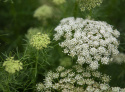 Sirosudenporkkana 'Green Mist'