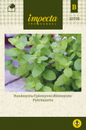 Pyöröminttu