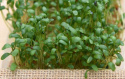 Leveälehtinen vihanneskrassi 'Broadleaved'
