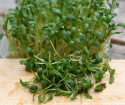 Leveälehtinen vihanneskrassi 'Broadleaved'