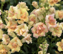 Leijonankita F1 'DoubleShot Peach'
