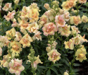 Leijonankita F1 'DoubleShot Peach'