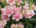 Leijonankita F1 'DoubleShot Appleblossom'