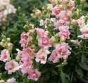 Leijonankita F1 'DoubleShot Appleblossom'