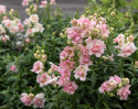 Leijonankita F1 'DoubleShot Appleblossom'