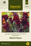 Leijonankita 'Black Prince'