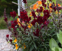 Leijonankita 'Black Prince'