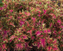 Värinokkonen 'Colocha Scarlet'