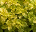 Värinokkonen 'Fairway Yellow'