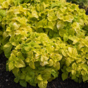 Värinokkonen 'Fairway Yellow'