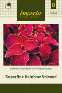 Värinokkonen 'Superfine Rainbow Volcano'