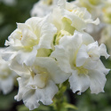 Leijonankita F1 'Madame Butterfly Ivory'