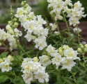 Leijonankita F1 'Madame Butterfly Ivory'