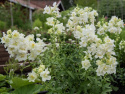 Leijonankita F1 'Madame Butterfly Ivory'