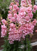 Leijonankita F1 'Snapstar Pink'