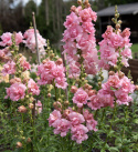 Leijonankita F1 'Snapstar Pink'