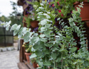 Eukalyptus 'Baby Blue'