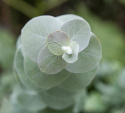 Eukalyptus 'Baby Blue'