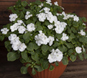 Ahkeraliisa F1 'Lollipop Coconut'