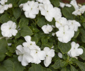 Ahkeraliisa F1 'Lollipop Coconut'