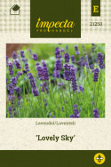 Laventeli 'Lovely Sky'