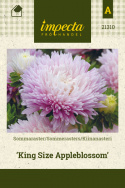 Kiinanasteri 'King Size Appleblossom'