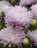 Kiinanasteri 'King Size Appleblossom'