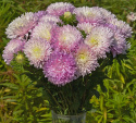 Kiinanasteri 'King Size Appleblossom'
