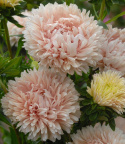 Kiinanasteri 'King Size Apricot'