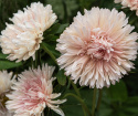 Kiinanasteri 'King Size Apricot'