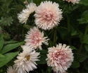 Kiinanasteri 'King Size Apricot'