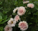 Kiinanasteri 'King Size Apricot'