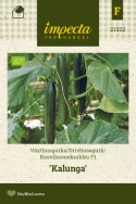 Kasvihuonekurkku F1 'Kalunga'
