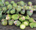 Ruusukaali 'Groninger'
