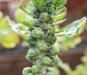 Ruusukaali 'Groninger'