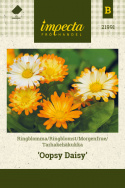 Tarhakehäkukka 'Oopsy Daisy'