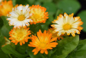Tarhakehäkukka 'Oopsy Daisy'