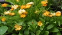 Tarhakehäkukka 'Oopsy Daisy'