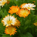 Tarhakehäkukka 'Oopsy Daisy'
