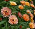 Tarhakehäkukka 'Orange Flash'