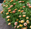 Tarhakehäkukka 'Orange Flash'