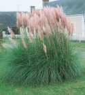 Vaaleanpunainen pampaheinä 'Pink Feather'