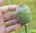 Oopiumiunikko 'The Giant'