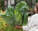 Suippokaali 'Filderkraut'