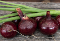 Punasipuli F1 'Ruby Star'