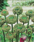 Oopiumiunikko 'Polycephalum'